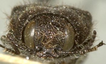 Media type: image;   Entomology 24401 Aspect: head frontal view